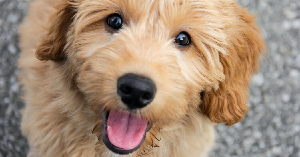 On TikTok, Goldendoodles Are People Trapped in Dog Bodies