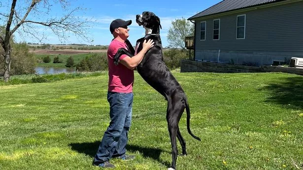 World's tallest dog is 3ft 2in Great Dane named after iconic film character