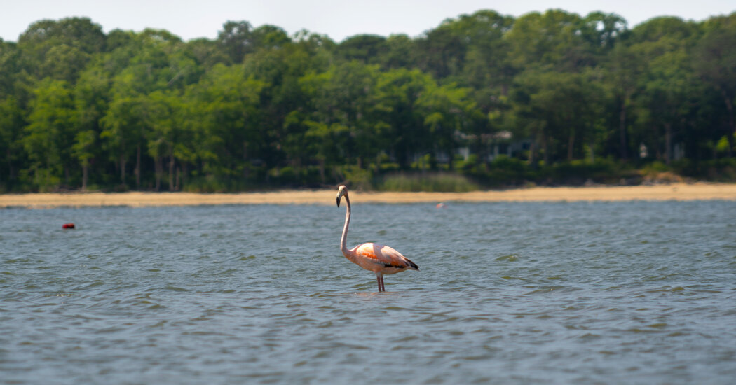 Hamptons Flamingo – The New York Times