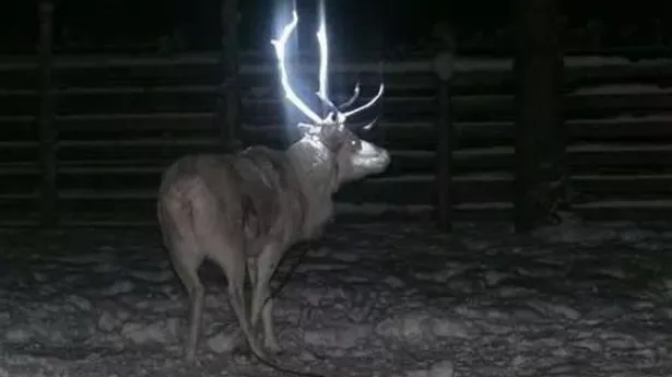 Tragic truth behind 'terrifying' snaps of reindeer with glow-in-the-dark antlers