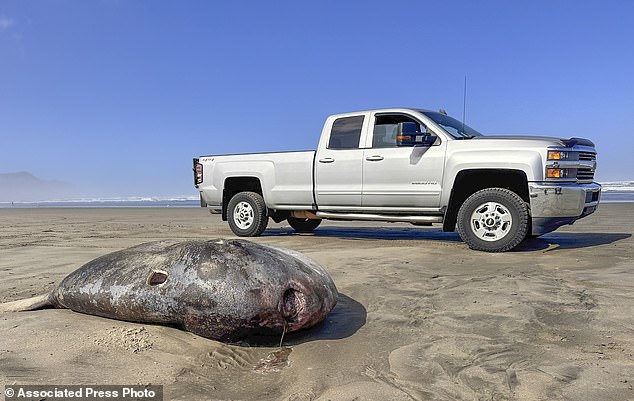 Giant fish the size of a golf cart washes up on Oregon beach