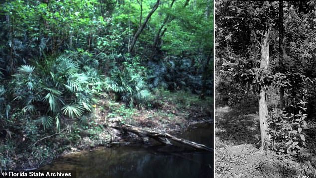 Was the Biblical Garden of Eden in Florida? Minister long claimed park in northwestern part of the state was once home to Adam and Eve