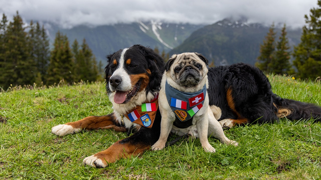 Family dogs enjoy travels in Europe on 12-day adventure to Italy, France, more