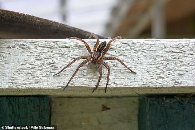 Urgent warning to Britons as spiders the size of RATS invade the UK in their thousands