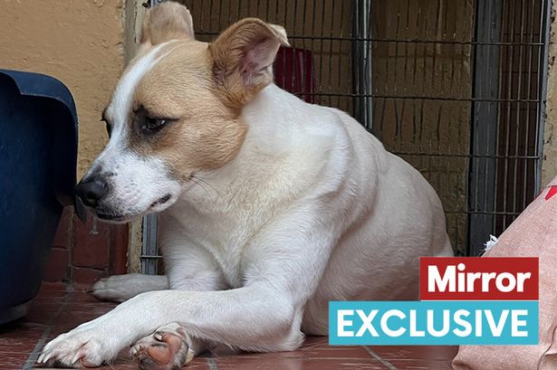 'Appalling' conditions at Government-approved dog quarantine centre – as probe launched