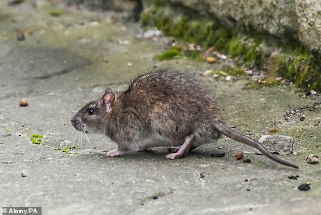 Life in America’s second rattiest city – where cars are eaten by rodents