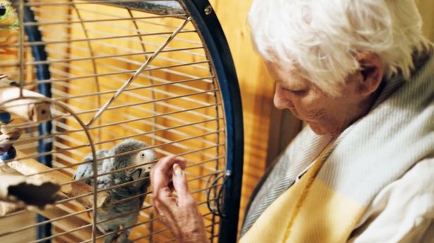 Dame Judi Dench's parrot calls her a "slut"