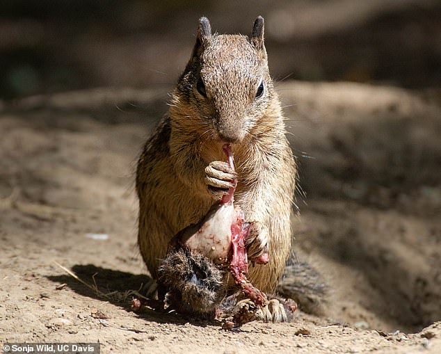 California squirrels evolving in ‘shocking’ way as scientists investigate key behavioral shift