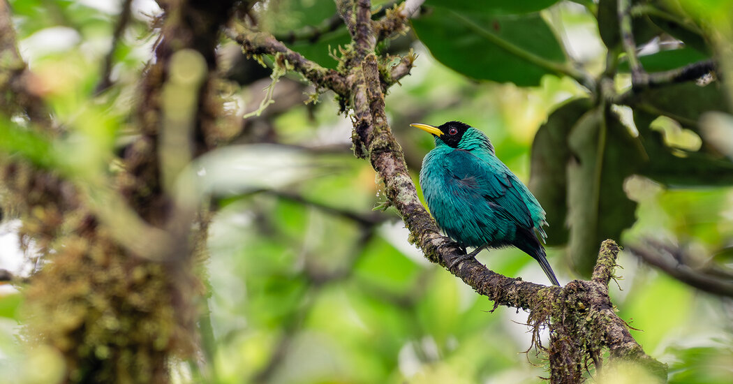 Discovering Amazing Wildlife Along the Panama Canal