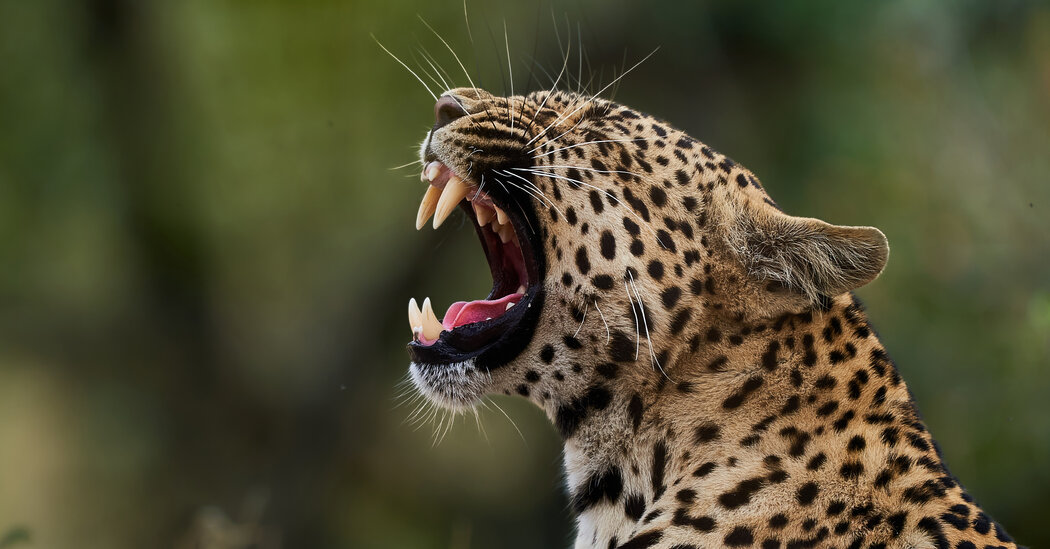 Meet the Leopards of YouTube on WildEarth’s Livestreamed Safaris