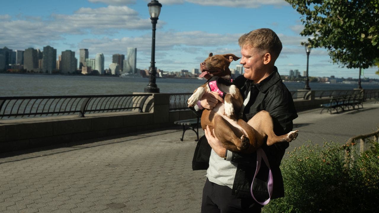 Artificial intelligence helps reunite lost dogs with their owners