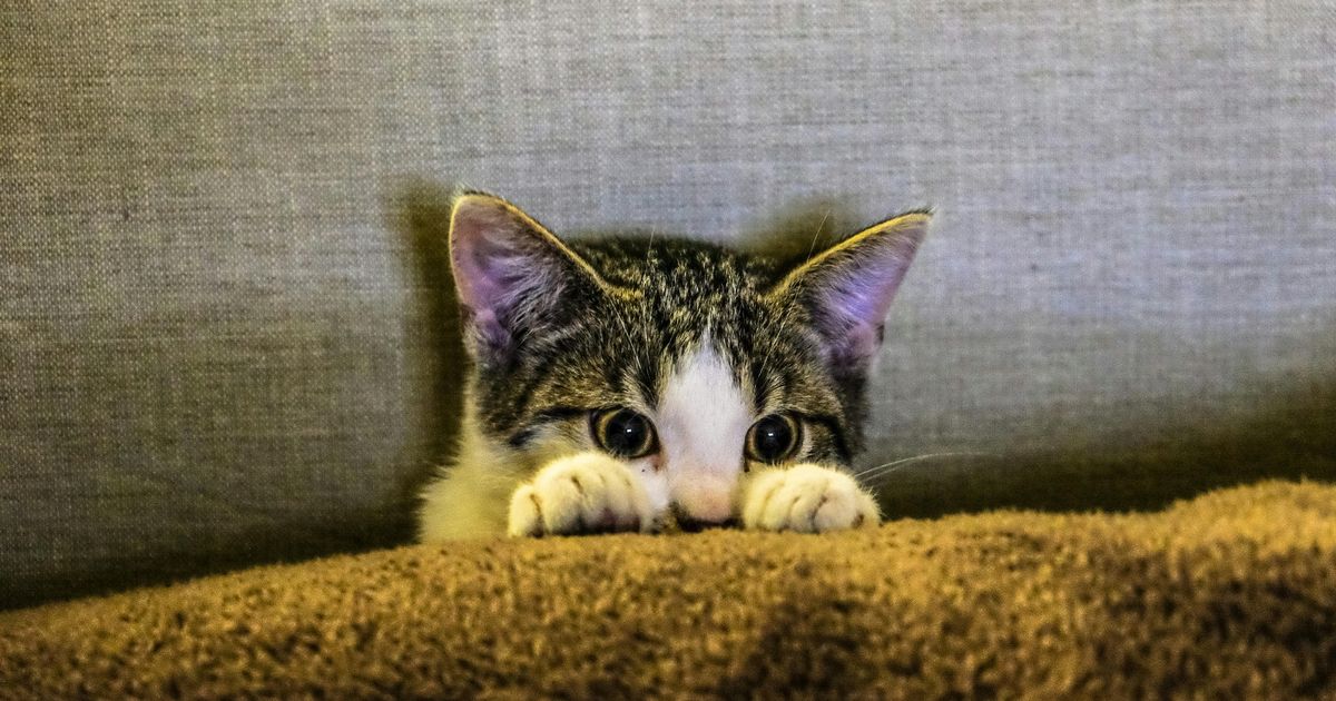 Star Paws: Five top tips to stop back-to-school chaos making your cat sick with stress