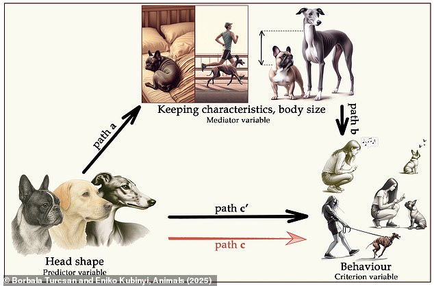 Vets reveal the four breeds first-time dog owners should NOT have – so, is yours on the list?