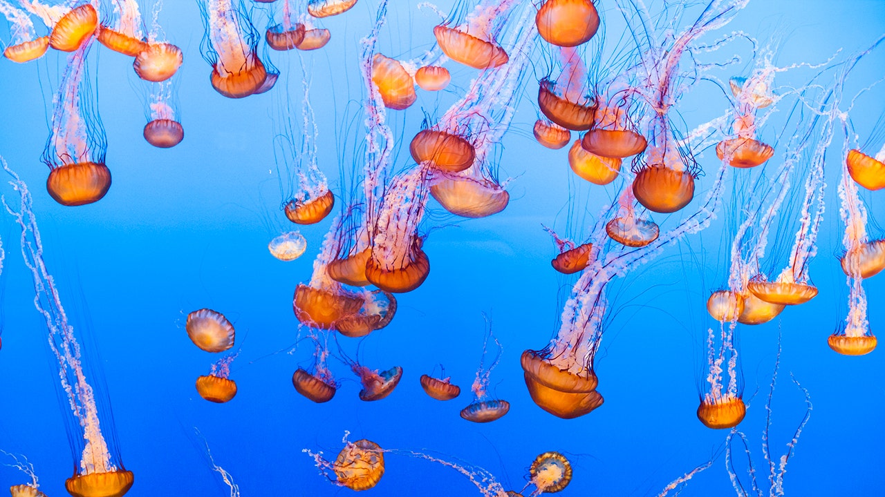 Jellyfish force French nuclear power plant to shut down in unusual incident