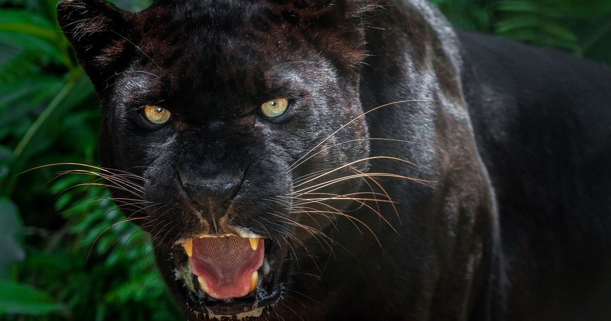 ‘Big cat’ sighting as ‘black panther’ terrorises village for second time this summer