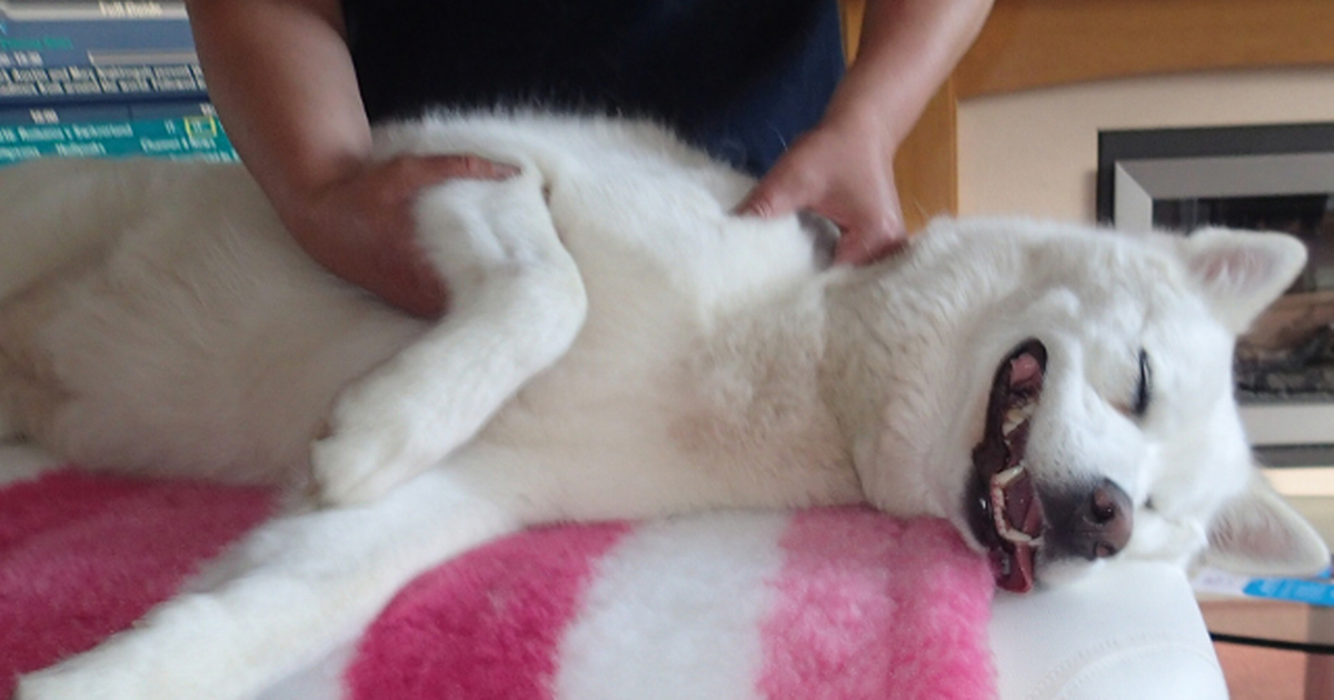 Dog owners urged to treat stressed-out pups to a massage to ‘get rid of muscle knots’