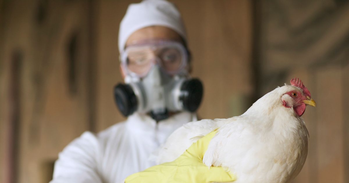 New pandemic warning as another bird flu strain adapts to infect humans
