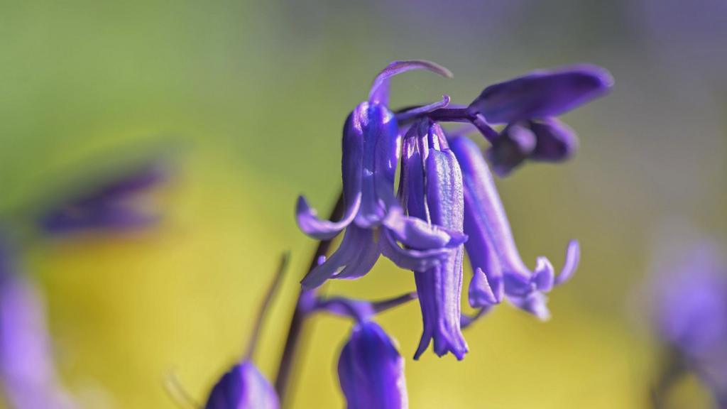 Miranda Hart on the healing power of nature walks