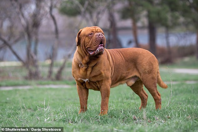 Revealed: The dog breeds at the highest risk of aggressive canine cancer – with large pooches at the top of the list