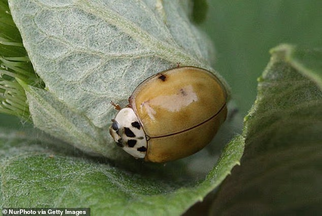 Americans warned about rise of evil ladybugs