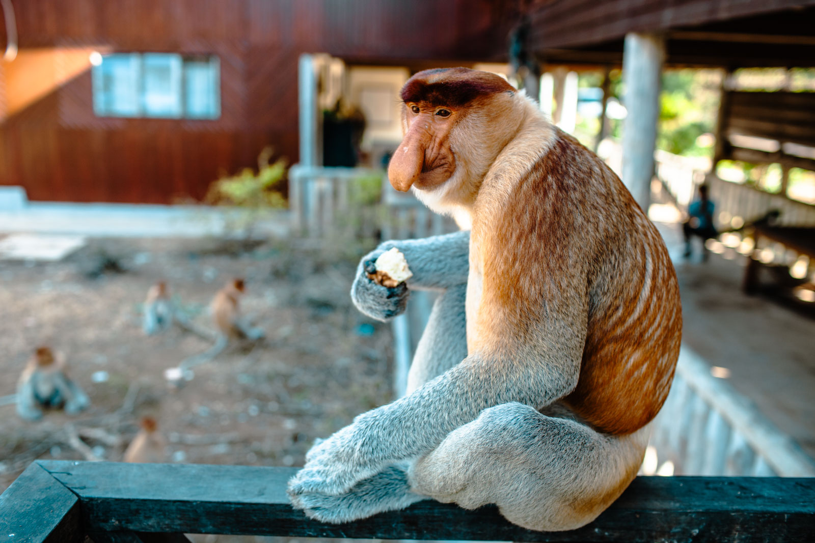 Capturing Borneo: 11 Stunning Shots from Sepilok’s Travel Diaries