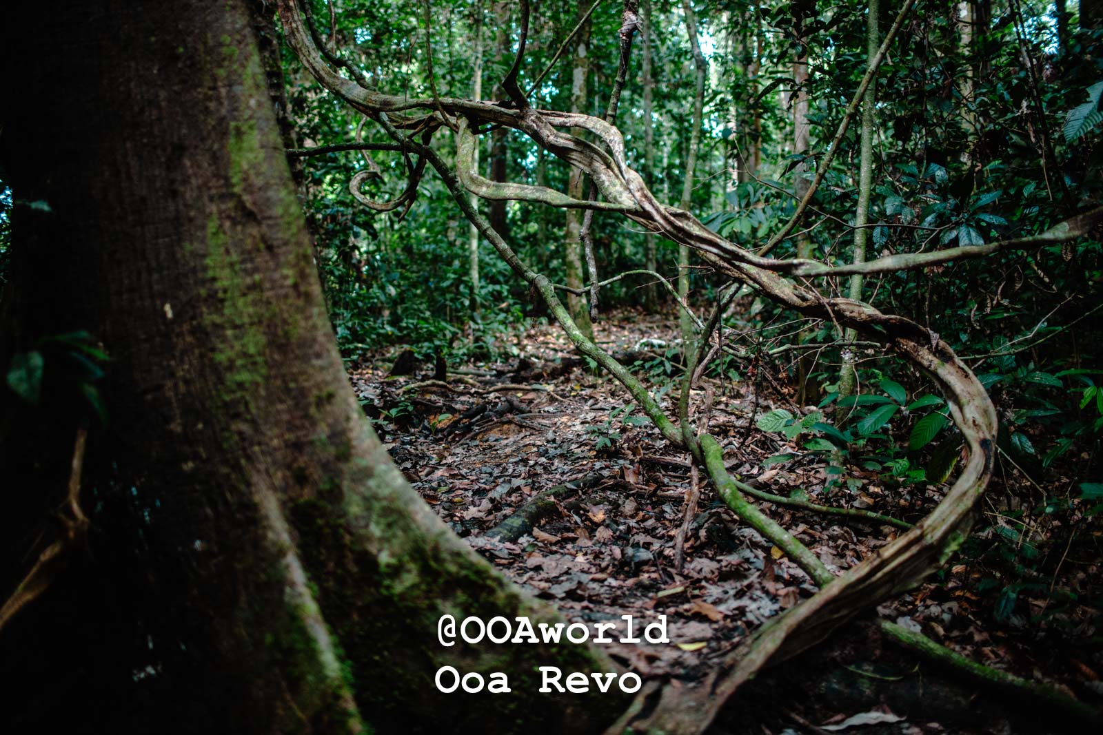 Exotic Borneo Unveiled: 11 Stunning Shots from Danum Valley