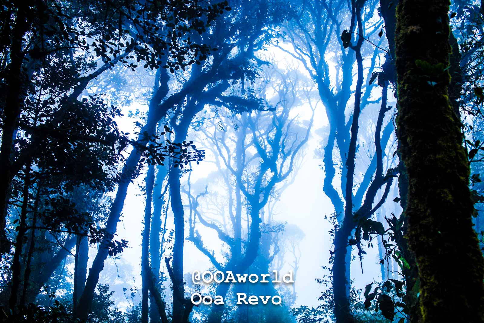 Exploring Cameron Highlands: A Visual Journey in 12 Stunning Textures