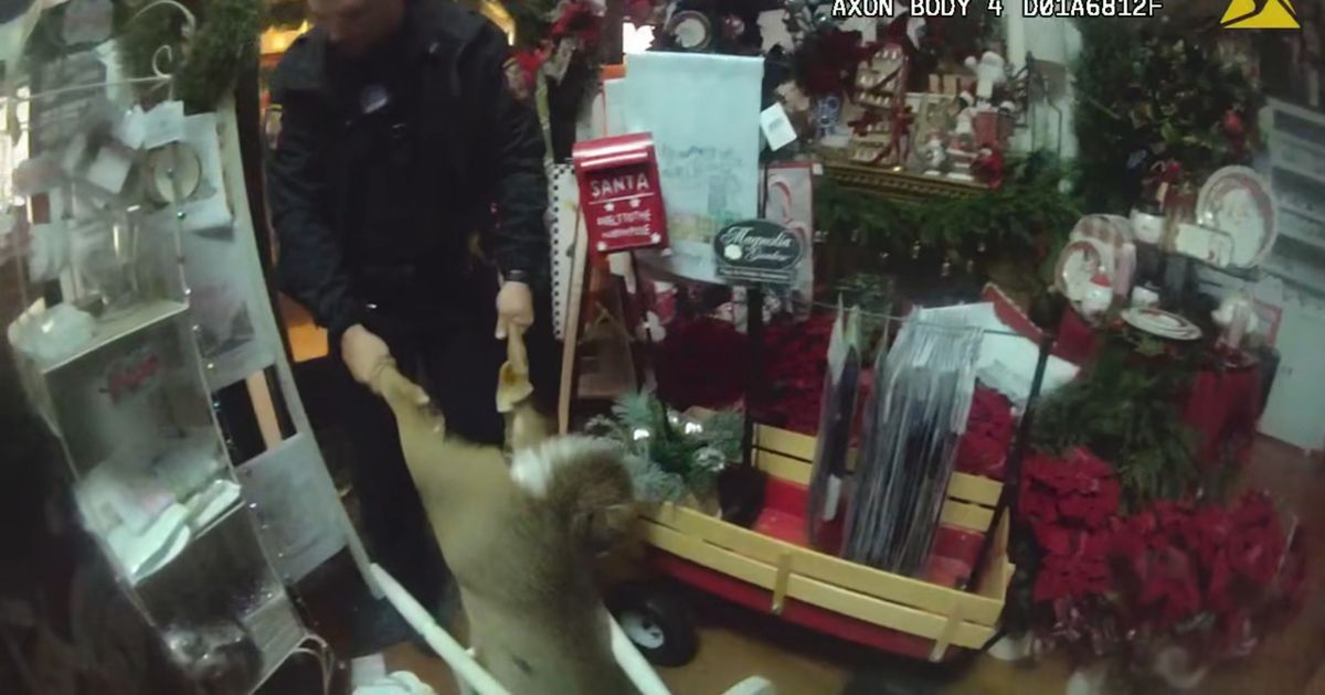 Deer ‘drunk on egg-nog’ invades Christmas shop before getting stuck in chair
