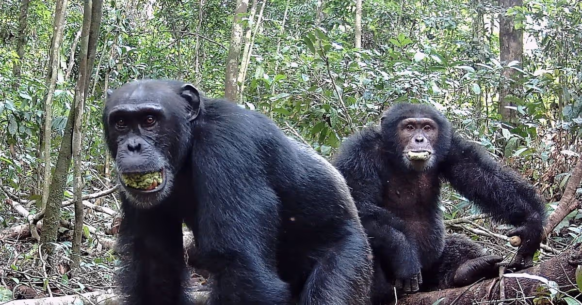 Chimps really are ‘drunken monkeys’ and seek out alcohol in native habitat