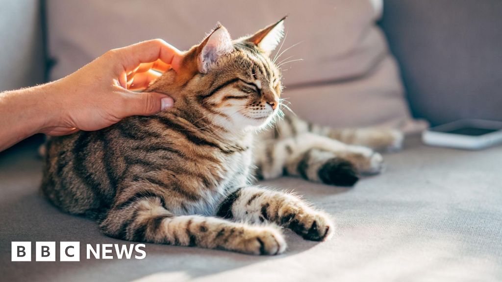 Cats may hold clues for human cancer treatment