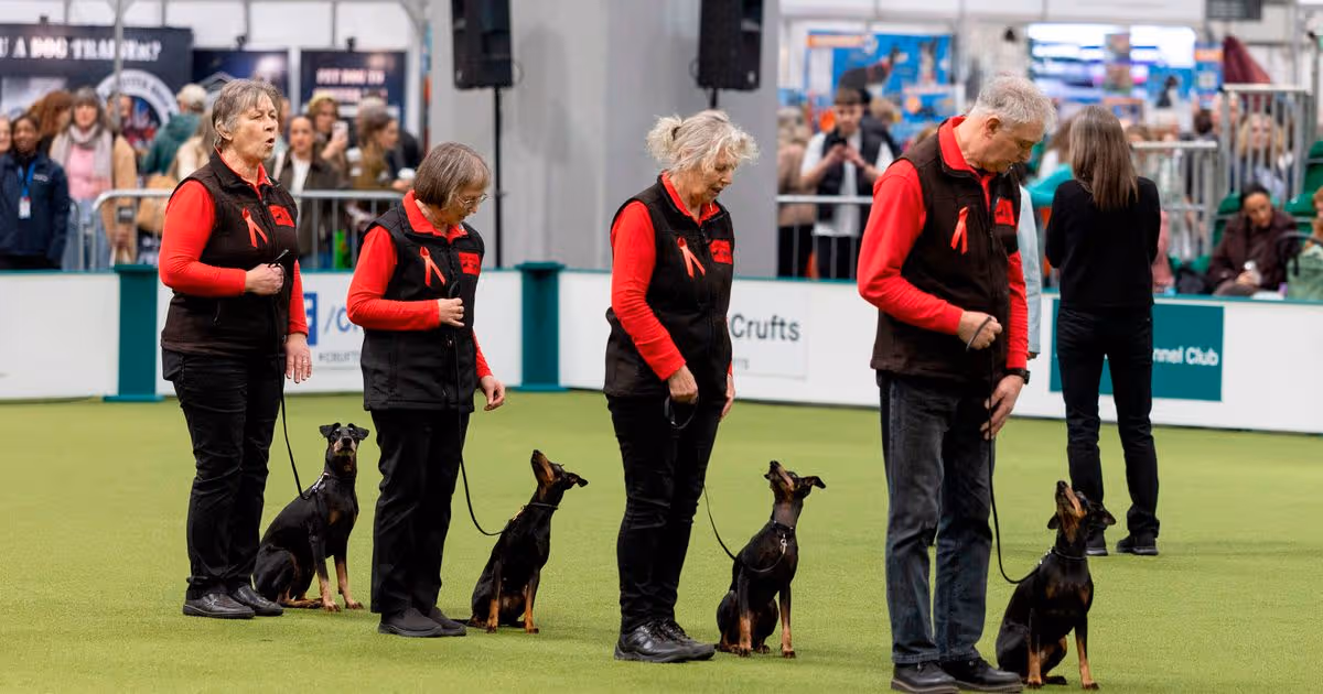Top British dog is ‘most obedient breed’ after ‘outshining’ at Crufts 2026