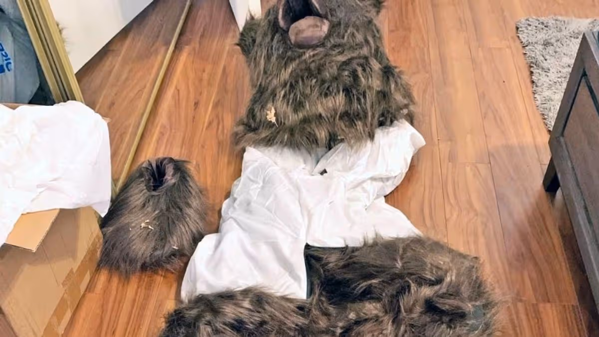 ‘Unbelievable’ fraudsters in bear costumes caught trying to fake damage to a Rolls-Royce