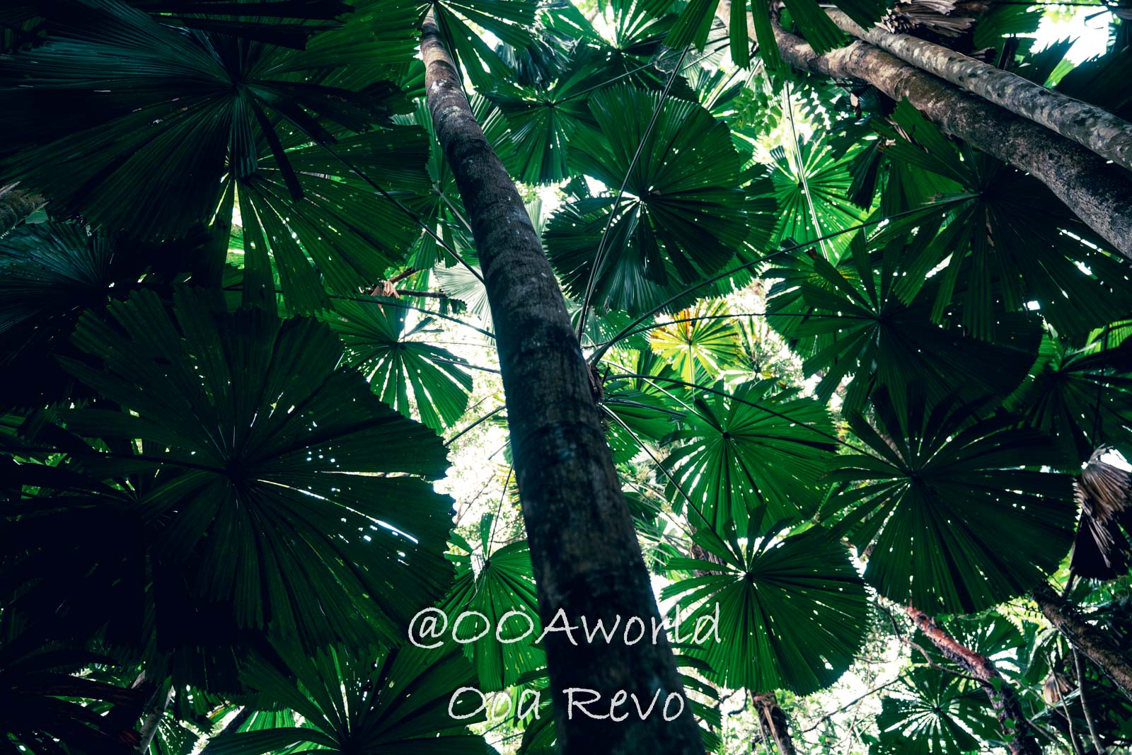 Explore Daintree Forest: 18 Photos of Australia’s Natural Beauty