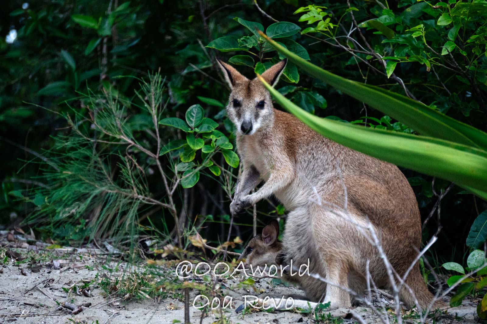 Capturing Cape Hillsborough: 8 Australian Travel Photos