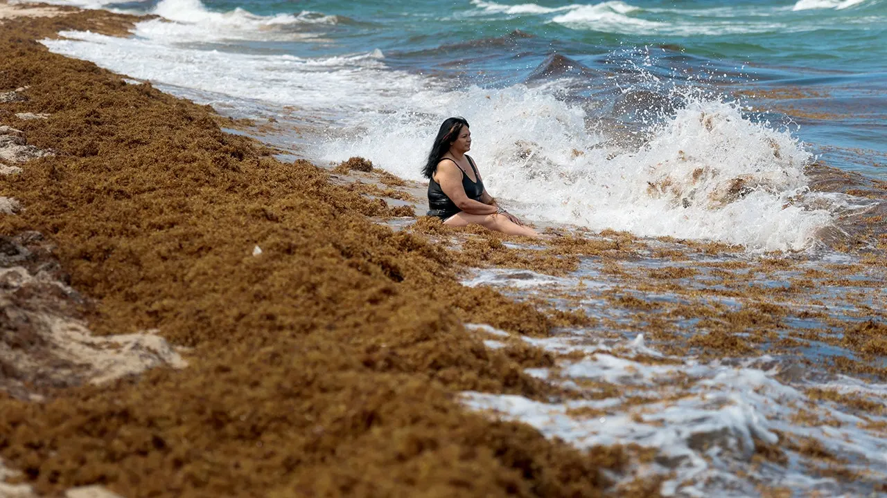 Record-breaking invasion of seaweed invades South Florida beaches
