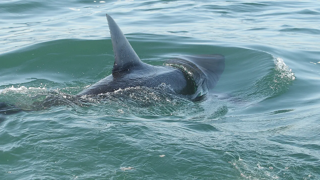 Cape Cod, Outer Banks among top East Coast shark hot spots this summer