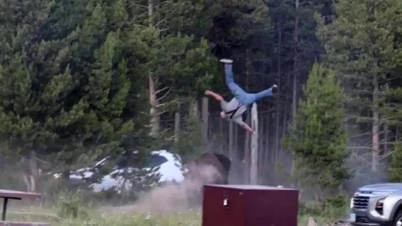 Yellowstone bison that attacked grandfather will not be euthanized