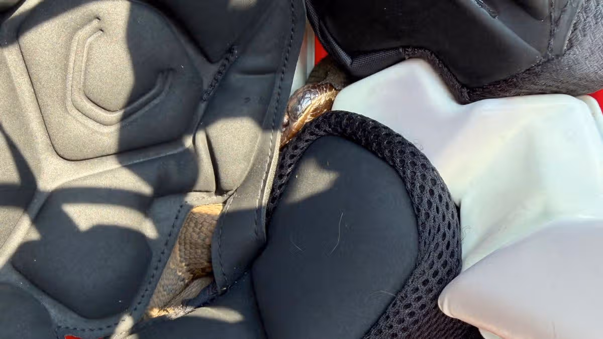 Sports star horrified after finding venomous snake in helmet while playing