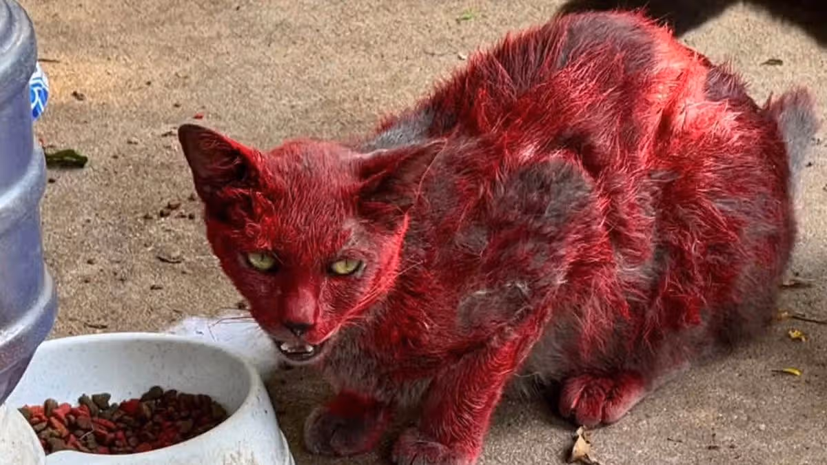Bright red ‘cat from hell’ on prowl as urgent health warning issued