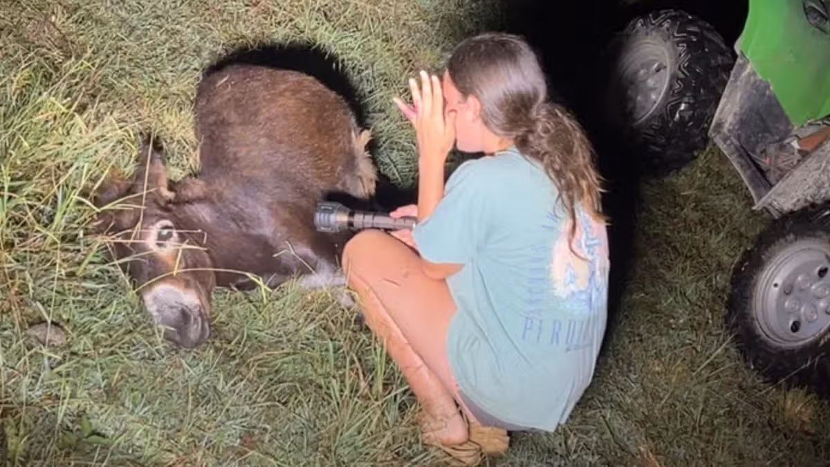 Beloved baby donkey shot dead by cops who claimed to be ‘threatened by animal’