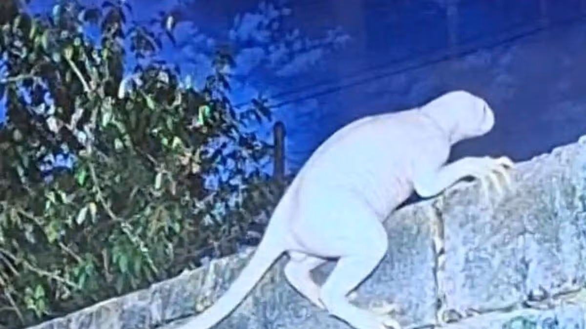 Horror as mysterious clawed ‘long-limbed’ beast attacks animals before vanishing