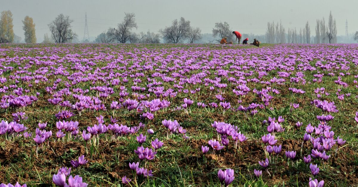 Essex town whose origins can be traced back to a lucrative spice trade | Books | Entertainment
